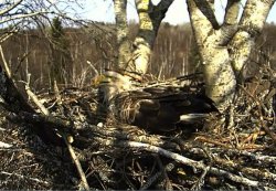 seeadler-cam250